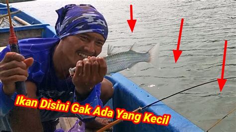 Rejeki Nomplok Kembali Panen Ikan Belanak Besar Di Sungai Pedalaman