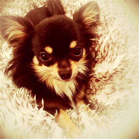 Long haired Black and Tan chihuahua | Chihuahua, Black hair inspiration ...