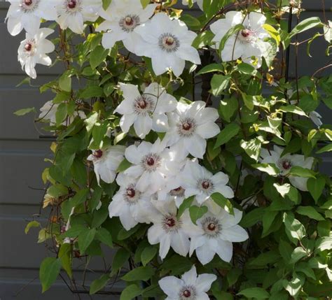 10 Popular Clematis Varieties For Beautiful Garden Displays - Petal Republic