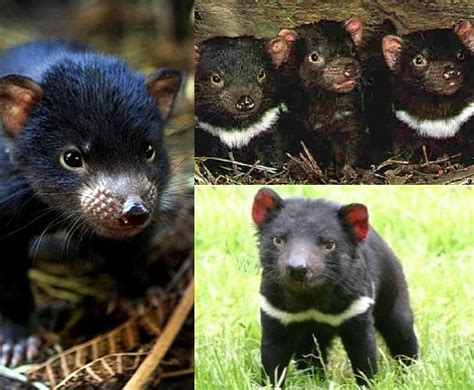 Tasmanian Devil Facts - Animal Facts Encyclopedia