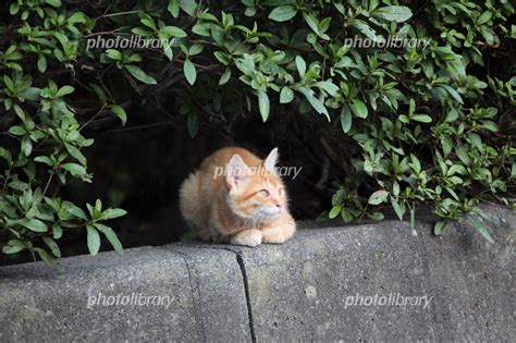 野良猫の子猫 写真素材 620719 フォトライブラリー Photolibrary