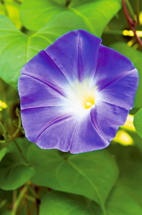 How to Plant and Grow Morning Glory for Vertical Beauty