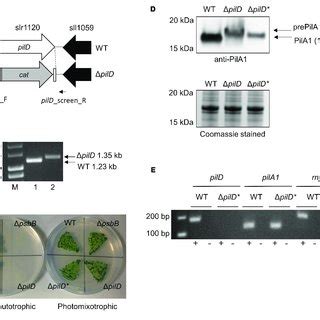 Generation And Phenotypic Analysis Of A Mutant Strain Of