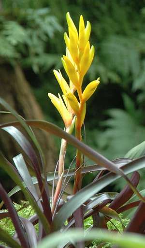 Vriesea