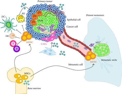 Tumor Promoting Functions Of OPN OPN Blue Sphere Induces Increased