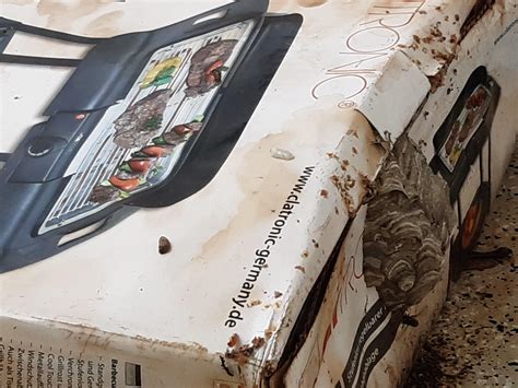 Are wasps ejecting their own larvae? | Scrolller