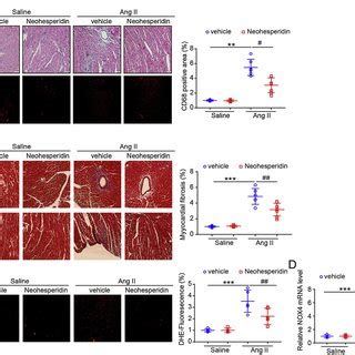 Neohesperidin Inhibits Ang II Induced Cardiac Inflammation Fibrosis