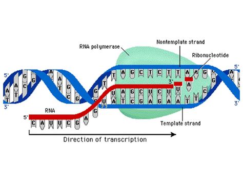 The Abcs Of Dna Barry Bowman Ppt Download