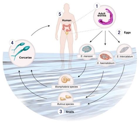 Schistosomiasis Life Cycle