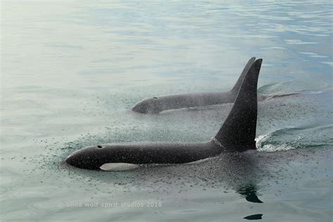 Orca Photography, Alaska, Wildlife, Ocean Photo, Fine Art Photo - Etsy