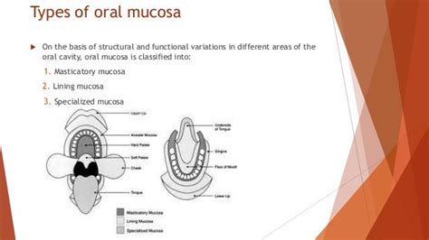 Types Of Oral Mucosa