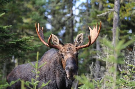 Insights From The 55th North American Moose Conference