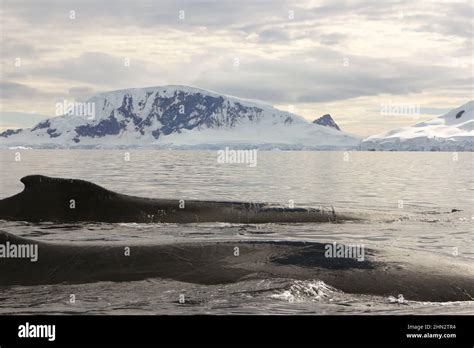 A pair of humpback whales in Wilhelmina Bay, Antarctica Stock Photo - Alamy