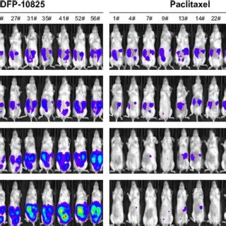 Tumor Bioluminescent Signals In Mice Bearing SKOV3 Luc Tumor Cells