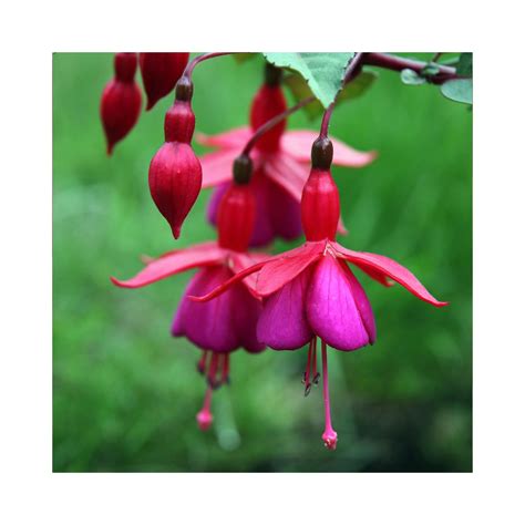 Trailing Fuchsia Balcony Queen – BuyPlants.co.uk