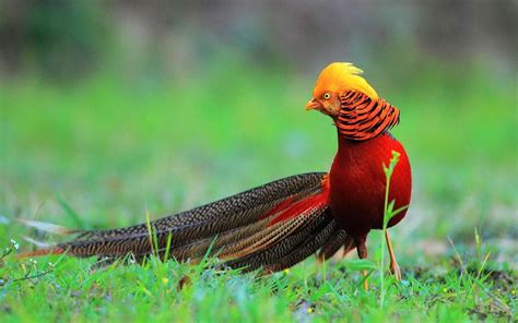 Real Phoenix Bird A Greek Mythical Creature Petsnurturing