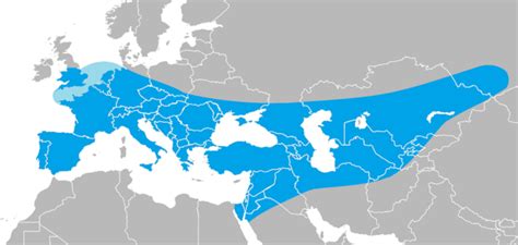 Researchers Find Genetic Proof Of Interbreeding Between Neanderthals