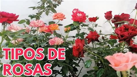 Tipos De Rosales Rosas Chuyito Jardinero YouTube