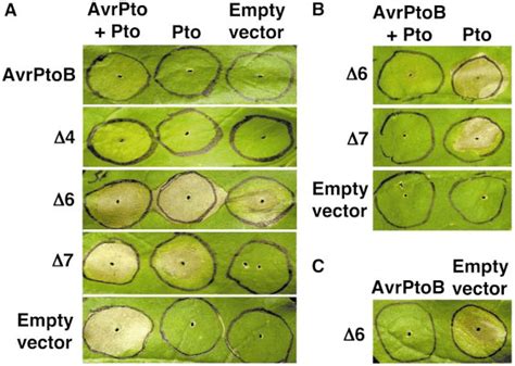 Recognition And Anti Pcd Activity Of Avrptob Truncations In Download Scientific Diagram