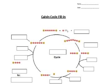 Clear Calvin Cycle Summary With Worksheet Quiz By Matt Sween Tpt