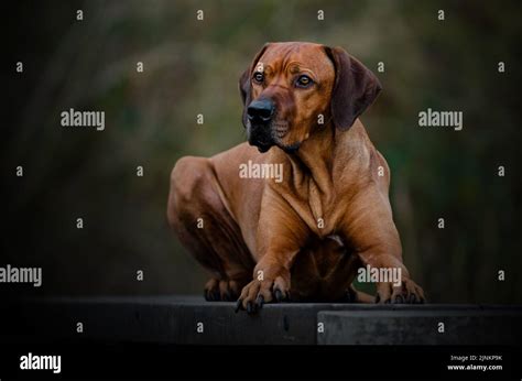 Rhodesian Ridgebacks Fotograf As E Im Genes De Alta Resoluci N Alamy