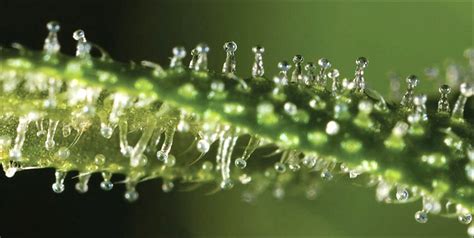 The Different Stages Of Trichome Development Centurionpro Solutions