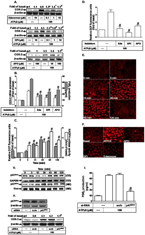 Cells Were Pretreated With Edaravone DPI Or APO For 1 H And Then