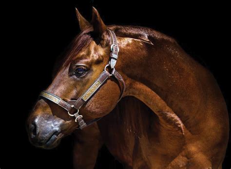 Understanding The Natural Behavior And Biological Processes Involved In Mating In Horse Breeding Programs Today 2