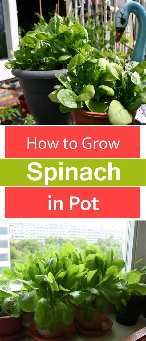 How to Grow Spinach in Pots | Growing Spinach in Containers & Care ...