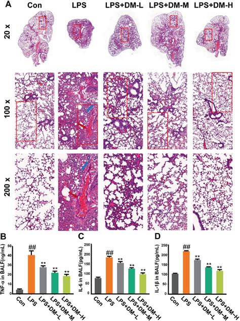 Effect Of DM On Histopathology And Cytokines A H E Staining Of Lung