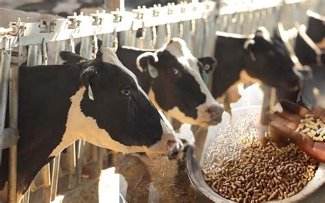 What Can You Feed Cows? - Pet Food Guide