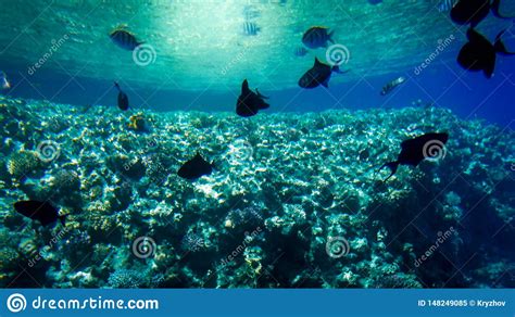 Foto Subacu Tica Hermosa De Las Porciones De Pescados Tropicales