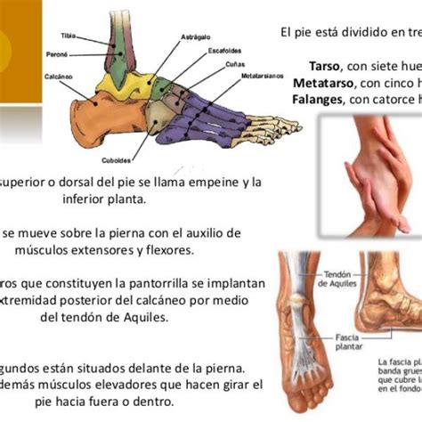 Tomo Inconveniencia Armario Imagenes De Las Partes Del Pie Humano