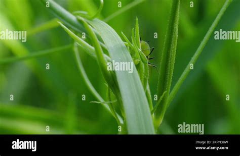 Aphids On The Grass Aphidomorpha Aphidoidea Stock Video Footage Alamy