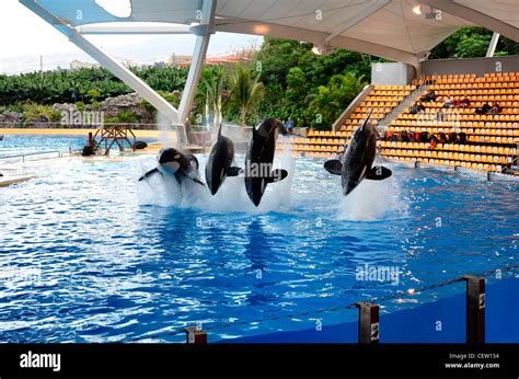 Orca Whale show, Loro Parque aquarium and Theme Park, Costa Adeje ...