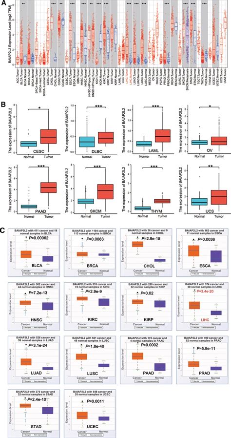 Frontiers Prognostic Value And Immunological Role Of Baiap2l2 In