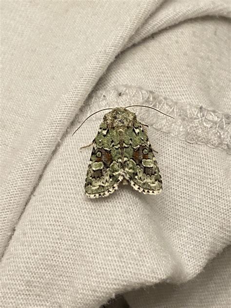 Can anyone help me identify this beauty? : r/moths