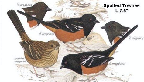 Oregon Birds -- Spotted Towhee