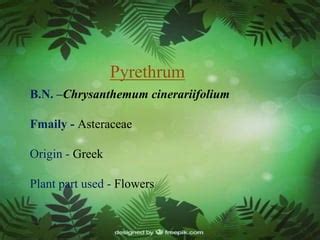 Pyrethrum | PPT