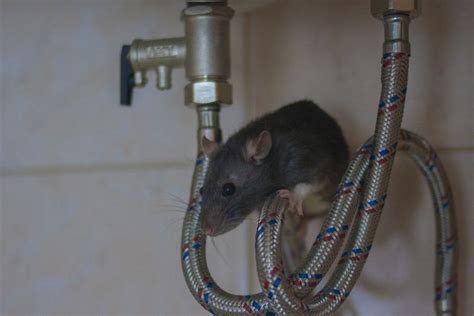 Cara Ampuh Membasmi Tikus Di Rumah