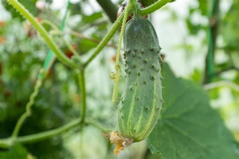 Salad Bush Cucumbers Minneopa Orchards