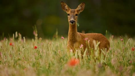 La Faune Sauvage En France Ici