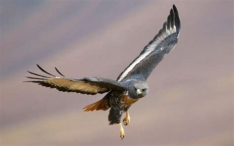 Birds Of Prey Xiii. HD desktop wallpaper : Widescreen : High Definition ...