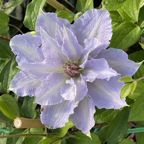 How To Grow Clematis Garden Crossings