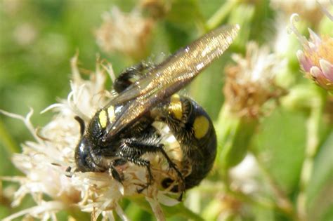 CRABRONIDAE | Pybio Paraguay Biodiversidad