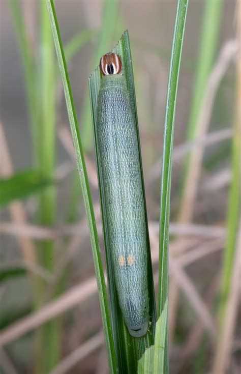 Dun Skipper - Alabama Butterfly Atlas