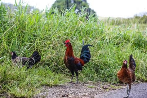 Maui Chickens And Why There Are So Many On The Island