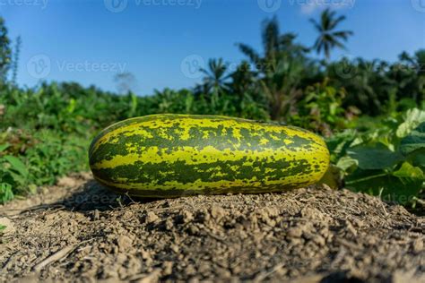 Harvesting cucumber suri. Timun suri or cucumber fruit. Popular fruit ...