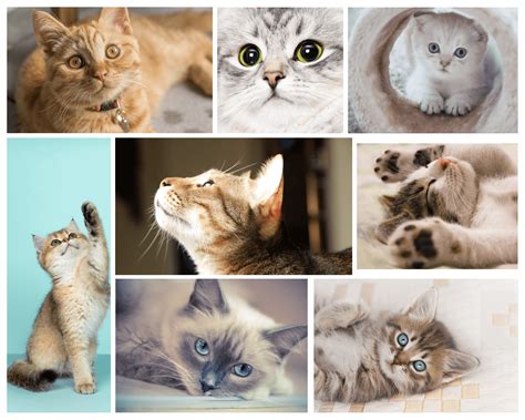 A Comprehensive Guide to Unique Female Cat Names - Raisecat