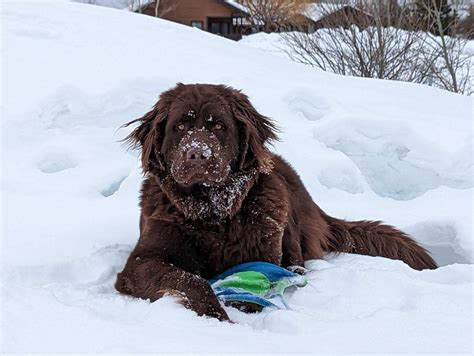 Do you professionally groom your Newfie? Gave our boy an at home brush/bath and now it seems ...